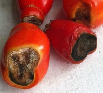 Blossom-End Rot: Prevention and Treatment Image